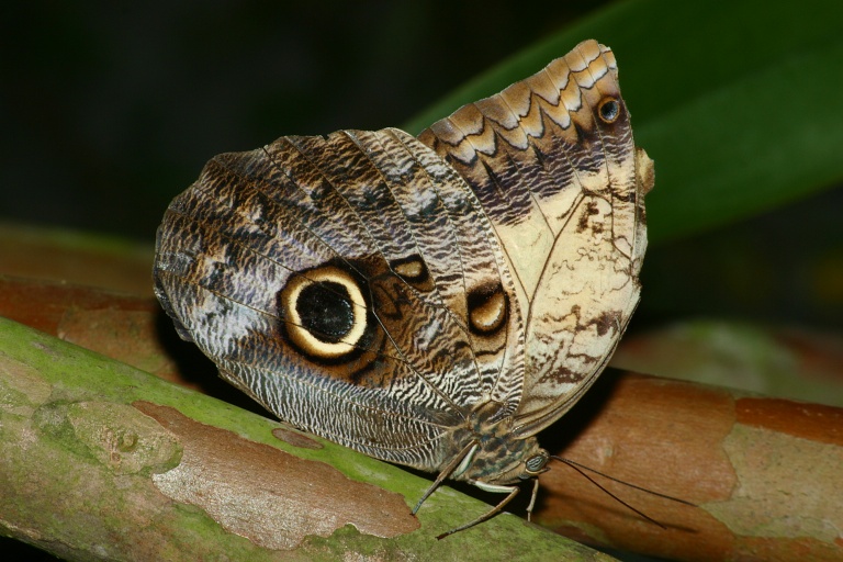 Owl Butterfly